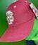 NCAA Florida State Seminoles Zephyr Hat/Cap Size 7-1/4